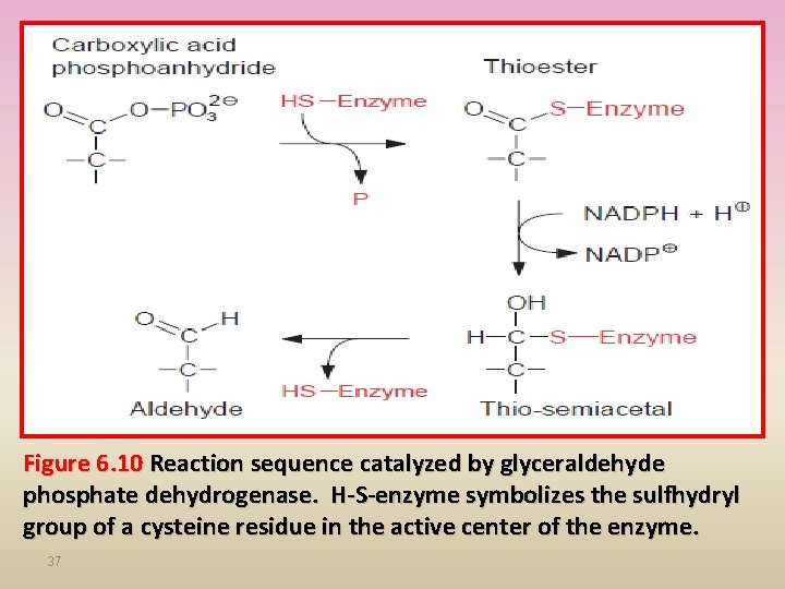 Figure 6. 10 Reaction sequence catalyzed by glyceraldehyde phosphate dehydrogenase. H-S-enzyme symbolizes the sulfhydryl