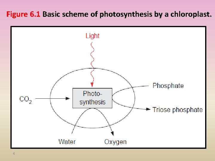 Figure 6. 1 Basic scheme of photosynthesis by a chloroplast. 4 