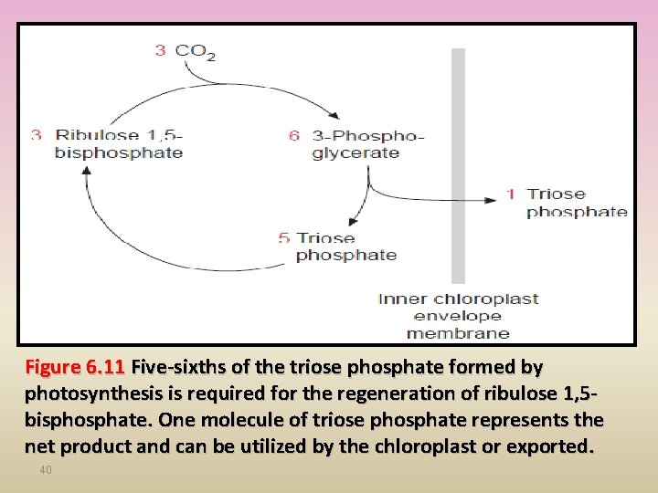 Figure 6. 11 Five-sixths of the triose phosphate formed by photosynthesis is required for