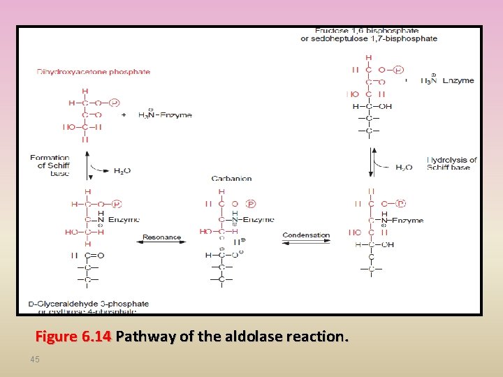 Figure 6. 14 Pathway of the aldolase reaction. 45 