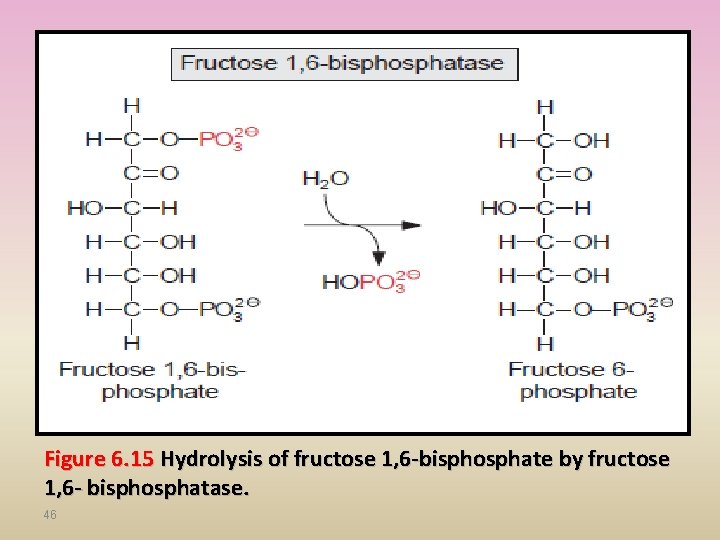 Figure 6. 15 Hydrolysis of fructose 1, 6 -bisphosphate by fructose 1, 6 -