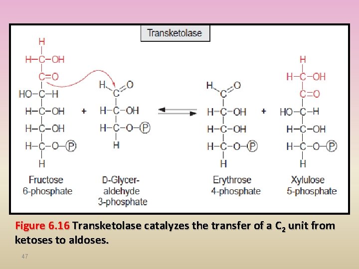 Figure 6. 16 Transketolase catalyzes the transfer of a C 2 unit from ketoses