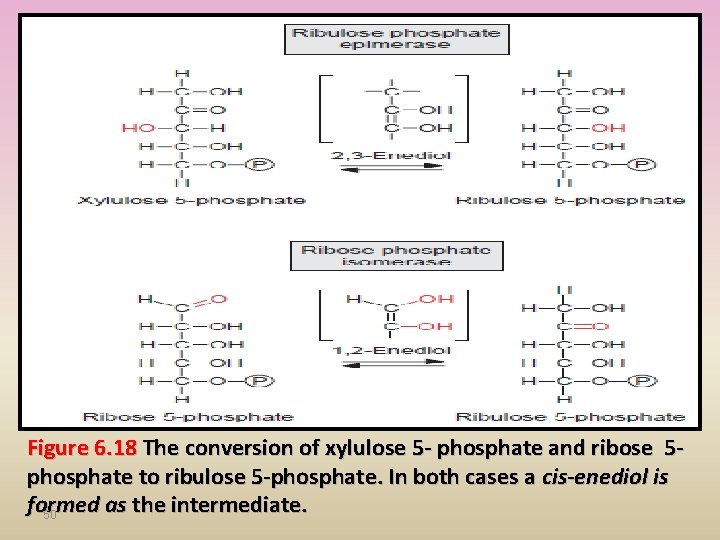 Figure 6. 18 The conversion of xylulose 5 - phosphate and ribose 5 phosphate