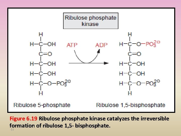 Figure 6. 19 Ribulose phosphate kinase catalyzes the irreversible formation of ribulose 1, 5