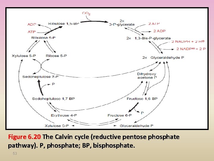 Figure 6. 20 The Calvin cycle (reductive pentose phosphate pathway). P, phosphate; BP, bisphosphate.