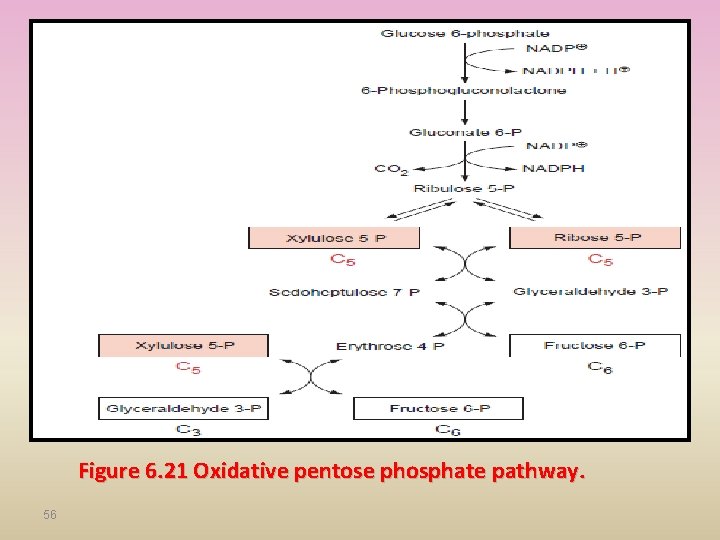 Figure 6. 21 Oxidative pentose phosphate pathway. 56 