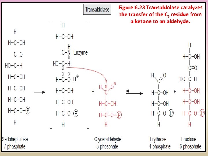 Figure 6. 23 Transaldolase catalyzes the transfer of the C 3 residue from a