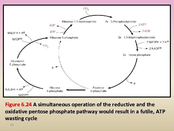 Figure 6. 24 A simultaneous operation of the reductive and the oxidative pentose phosphate