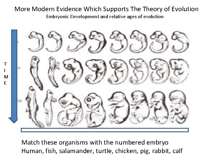 More Modern Evidence Which Supports Theory of Evolution Embryonic Development and relative ages of