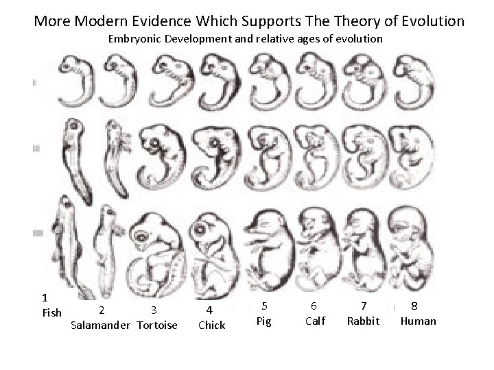More Modern Evidence Which Supports Theory of Evolution Embryonic Development and relative ages of