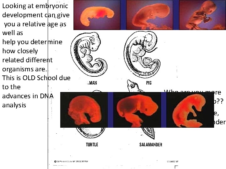 Looking at embryonic development can give you a relative age as well as help