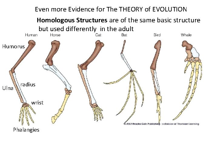 Even more Evidence for The THEORY of EVOLUTION Homologous Structures are of the same