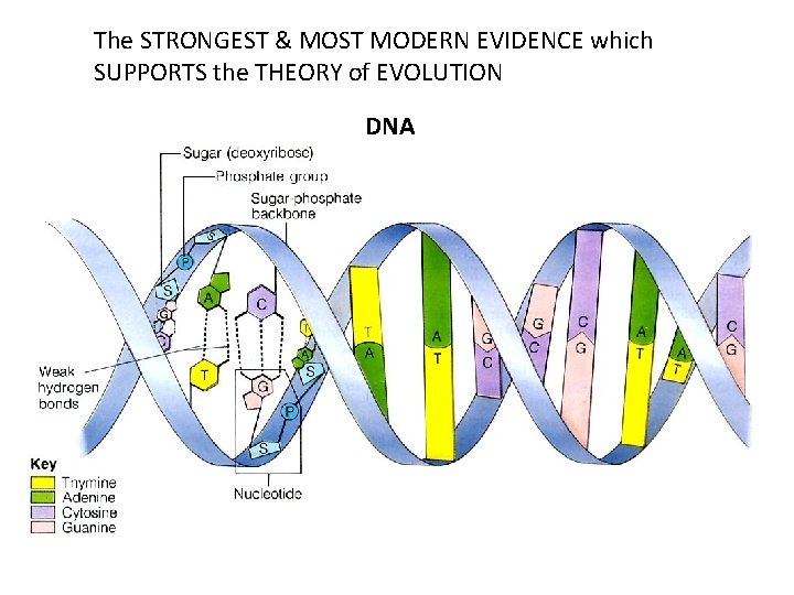 The STRONGEST & MOST MODERN EVIDENCE which SUPPORTS the THEORY of EVOLUTION DNA 