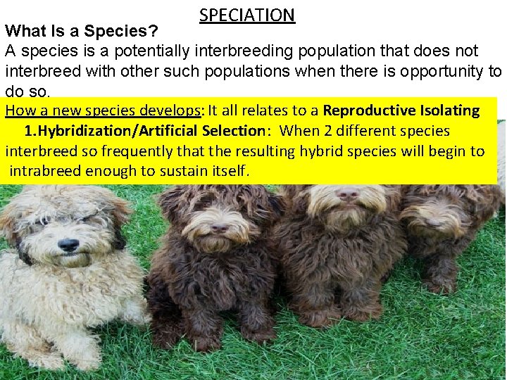 SPECIATION What Is a Species? A species is a potentially interbreeding population that does