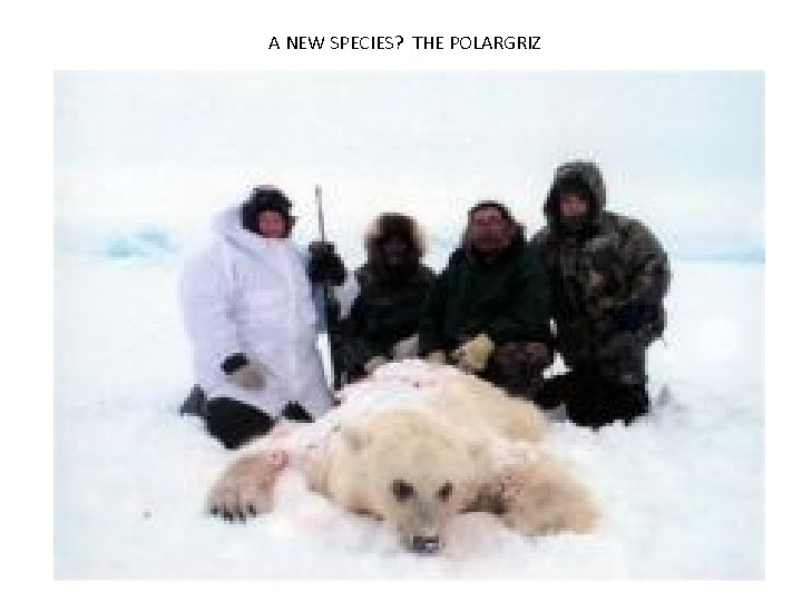 A NEW SPECIES? THE POLARGRIZ 