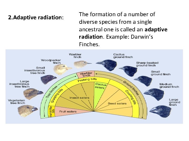 2. Adaptive radiation: The formation of a number of diverse species from a single