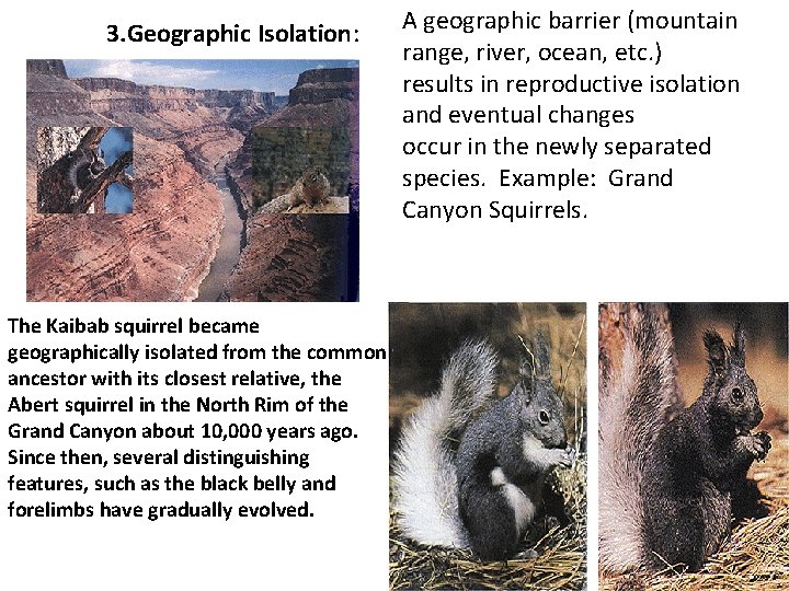 3. Geographic Isolation: The Kaibab squirrel became geographically isolated from the common ancestor with
