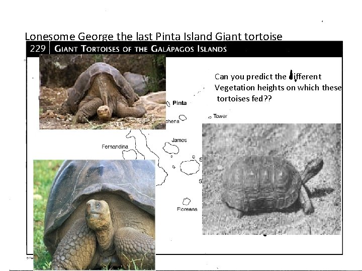 Lonesome George the last Pinta Island Giant tortoise Can you predict the different Vegetation