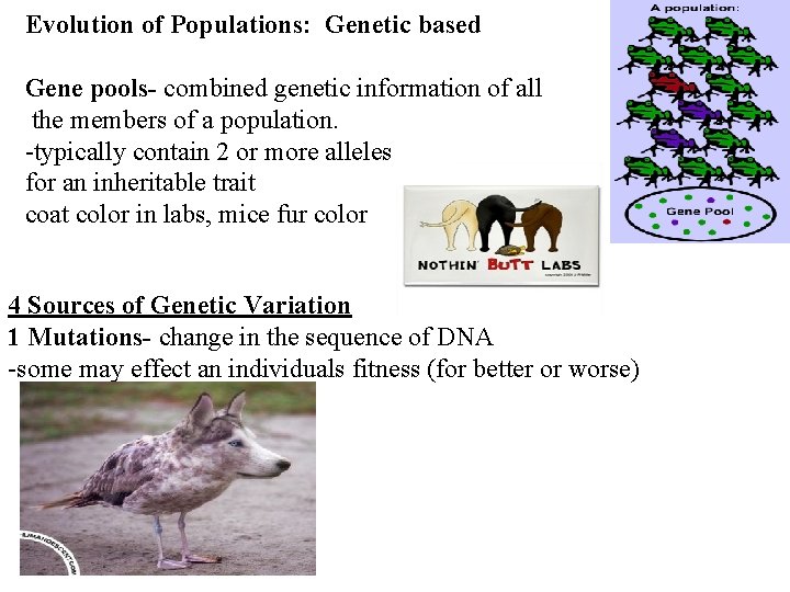 Evolution of Populations: Genetic based Gene pools- combined genetic information of all the members