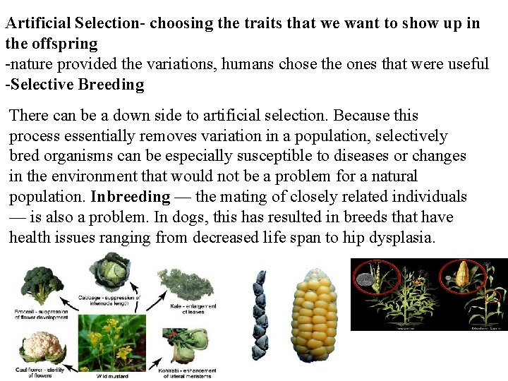 Artificial Selection- choosing the traits that we want to show up in the offspring