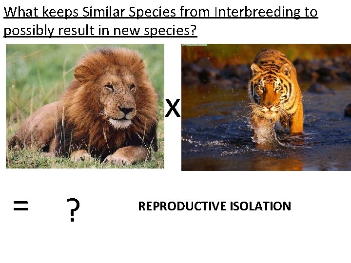 What keeps Similar Species from Interbreeding to possibly result in new species? x =