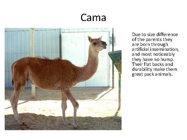 Cama Due to size difference of the parents they are born through artificial insemination,