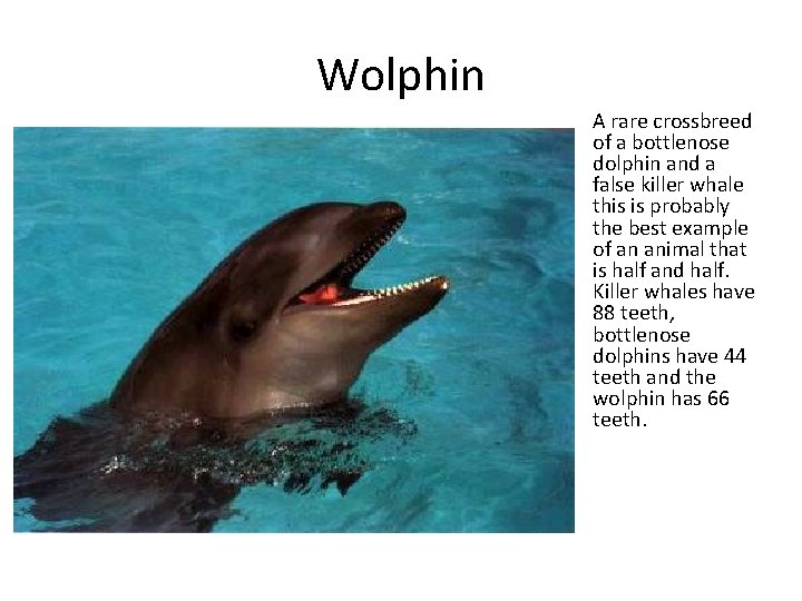 Wolphin A rare crossbreed of a bottlenose dolphin and a false killer whale this