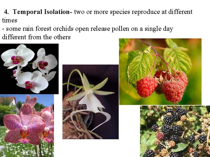 4. Temporal Isolation- two or more species reproduce at different times - some rain