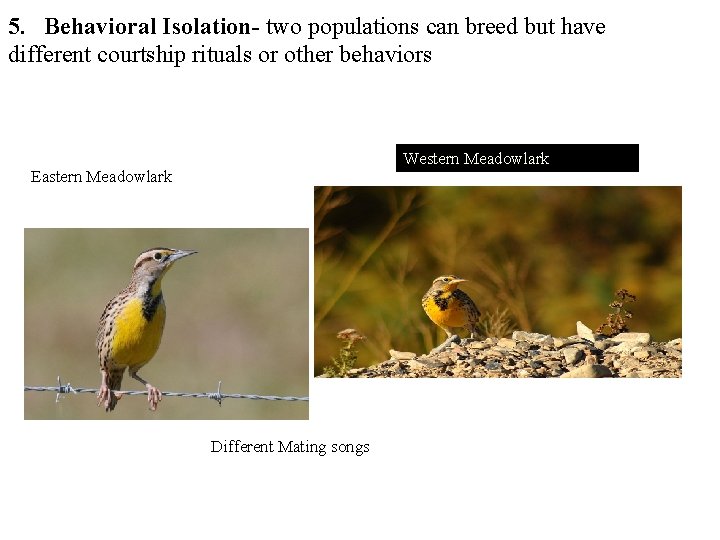 5. Behavioral Isolation- two populations can breed but have different courtship rituals or other