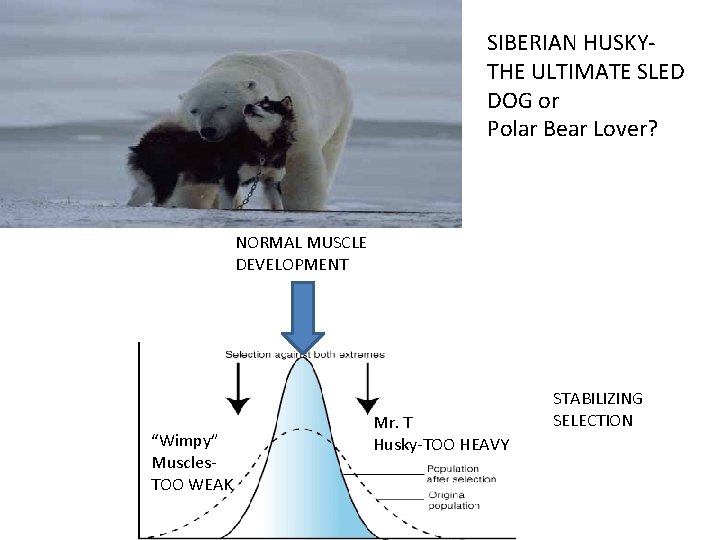 SIBERIAN HUSKY- THE ULTIMATE SLED DOG or Polar Bear Lover? NORMAL MUSCLE DEVELOPMENT “Wimpy”