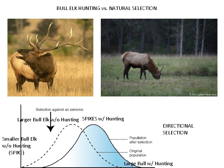 BULL ELK HUNTING vs. NATURAL SELECTION Larger Bull Elk w/o Hunting SPIKES w/ Hunting