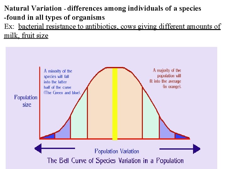 Natural Variation - differences among individuals of a species -found in all types of