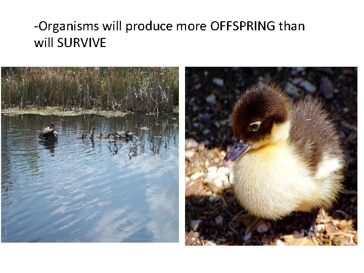 -Organisms will produce more OFFSPRING than will SURVIVE 