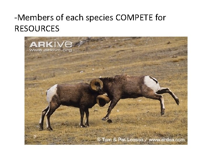 -Members of each species COMPETE for RESOURCES 