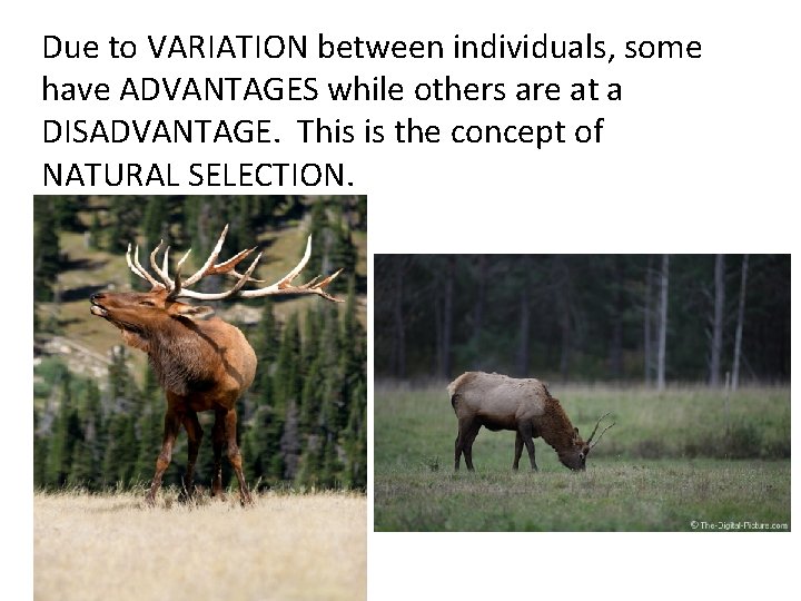 Due to VARIATION between individuals, some have ADVANTAGES while others are at a DISADVANTAGE.