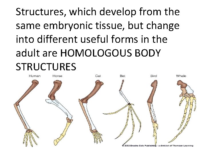 Structures, which develop from the same embryonic tissue, but change into different useful forms