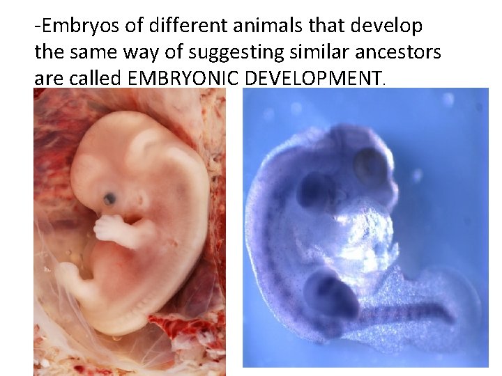 -Embryos of different animals that develop the same way of suggesting similar ancestors are