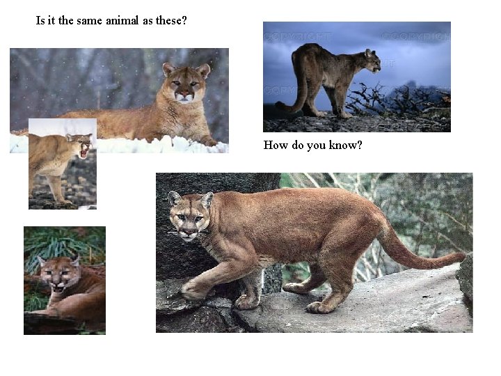 Is it the same animal as these? How do you know? 