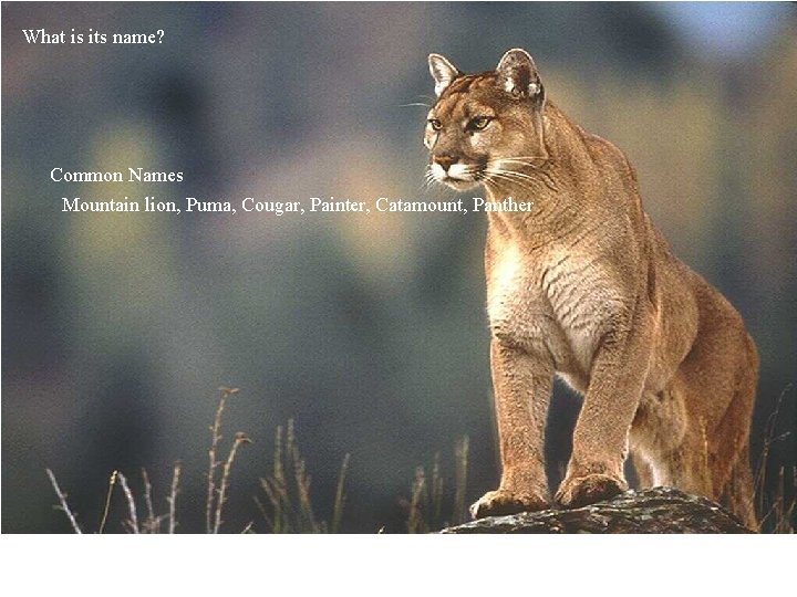 What is its name? Common Names Mountain lion, Puma, Cougar, Painter, Catamount, Panther 