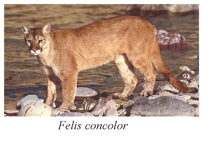 Felis concolor 