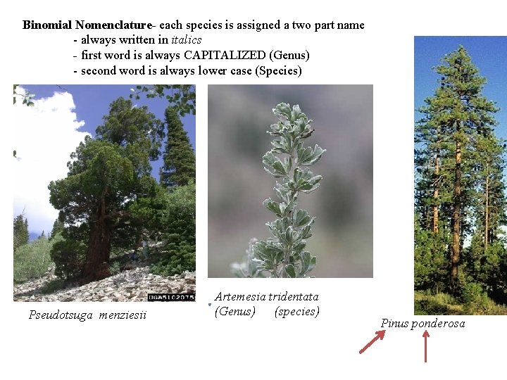 Binomial Nomenclature- each species is assigned a two part name - always written in