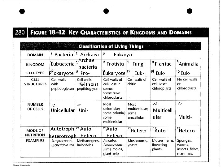 Bacteria Archaea Eukarya Archae Eubacteria Protista Fungi Plantae Animalia bacteria Prokaryote Pro. Eukaryote Euk-