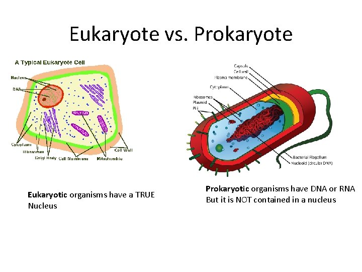 Eukaryote vs. Prokaryote Eukaryotic organisms have a TRUE Nucleus Prokaryotic organisms have DNA or