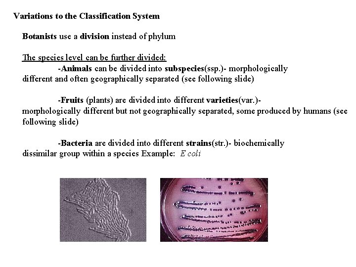 Variations to the Classification System Botanists use a division instead of phylum The species