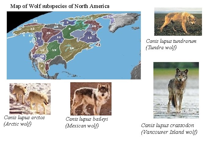 Map of Wolf subspecies of North America Canis lupus tundrarum (Tundra wolf) Canis lupus