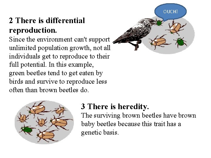 OUCH! 2 There is differential reproduction. Since the environment can't support unlimited population growth,