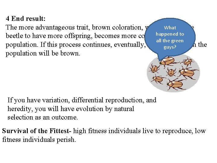 4 End result: The more advantageous trait, brown coloration, which What allows the happened