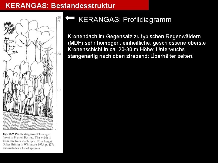 KERANGAS: Bestandesstruktur KERANGAS: Profildiagramm Kronendach im Gegensatz zu typischen Regenwäldern (MDF) sehr homogen: einheitliche,