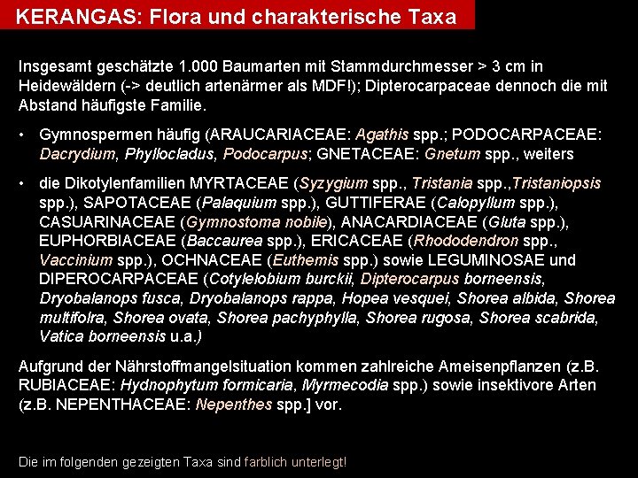 KERANGAS: Flora und charakterische Taxa Insgesamt geschätzte 1. 000 Baumarten mit Stammdurchmesser > 3