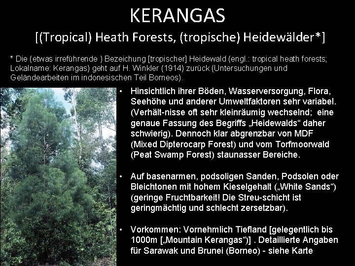 KERANGAS [(Tropical) Heath Forests, (tropische) Heidewälder*] * Die (etwas irreführende ) Bezeichung [tropischer] Heidewald